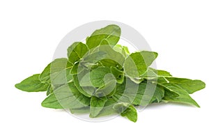 Fresh oregano
