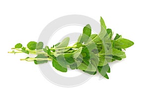 Fresh oregano