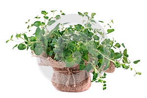 Fresh oregano