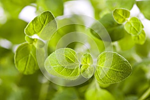 Fresh oregano close up