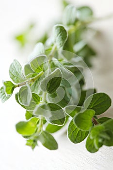 Fresh oregano