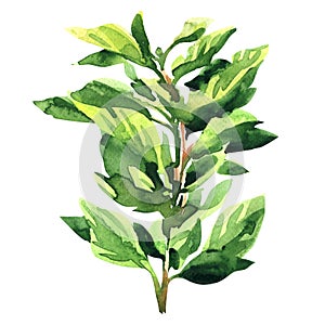 Fresh oregano green leaves, oregano sprig, kitchen herb, isolated, spicy ingredient, organic food concept, hand drawn