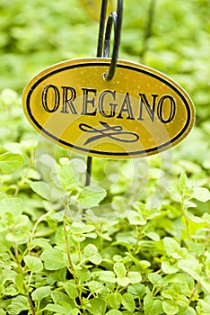 Fresh Oregano Herb
