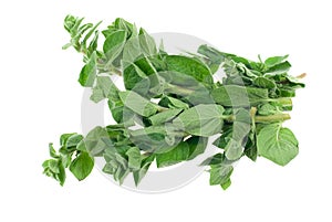 Fresh oregano herb