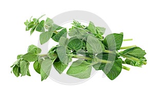 Fresh oregano herb