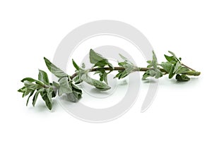 Fresh oregano herb isolated on white background