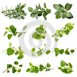 Fresh Oregano herb on a white background