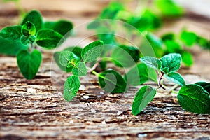 Fresh oregano herb
