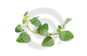 fresh oregano isolated on white