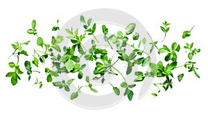 Fresh oregano leaves isolated on transparent background. Top view.