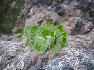 Fresh oregano leaves seasoning on natural stone background. Wild oregano