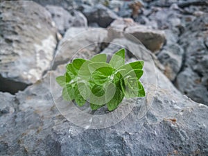 Fresh oregano leaves seasoning on natural stone