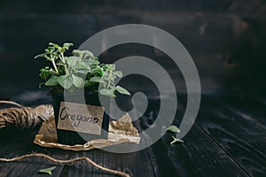 Fresh oregano in pot on the wooden background with copy space