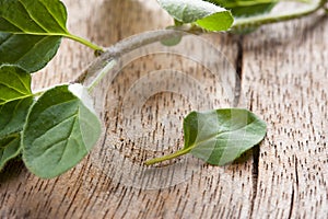 Fresh oregano sprig over wooden table