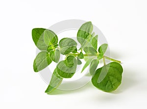 Fresh oregano sprig