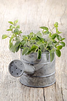 Fresh oregano in a watering can