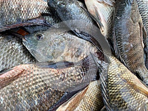 Fresh oreochromis niloticus fish
