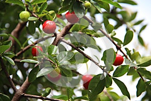 Fresh Organic Acerola Cherry. Rich in vitamin C and antioxidants. also known as: acerola, cherry,