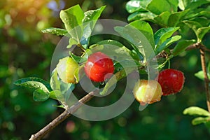 Fresh organic Acerola cherry.Thai or Acerola cherries fruit on the tree, high vitamin C and antioxidant fruits photo