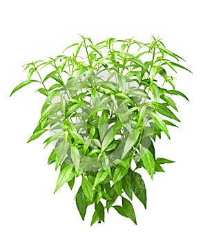 Andrographis paniculata or green chiretta plant isolated on white background