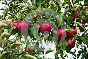 Fresh Organic Apples,apple orchard,Apple garden full of riped re