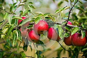 Fresh Organic Apples,apple orchard,Apple garden full of riped re