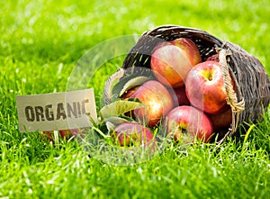 Fresh organic apples in a basket