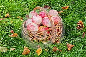 Fresh organic apples in the basket on the grass