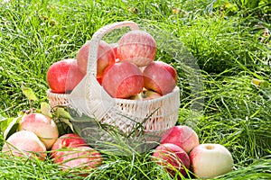Fresh organic apples in the basket on the grass