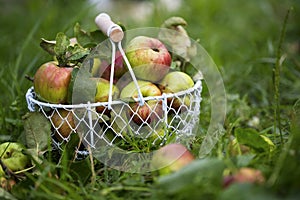 Fresh organic apples basket outdoor in the orchard