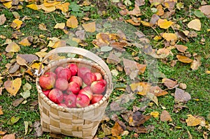 Fresh and organic apples in basket, selective focus,apple harve