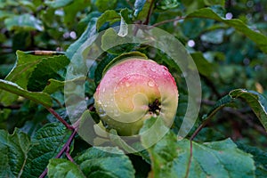 Fresh Organic Apples hanging on Branch of apple tree with rain drops in a garden