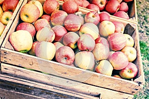 Fresh organic apples in wooden crate