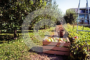 Fresh organic apples are in wooden crate on harvest day.