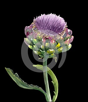 Fresh organic artichoke flower Cynara scolymus isolated on black background. Watercolor botanical illustration. Eco vegetarian