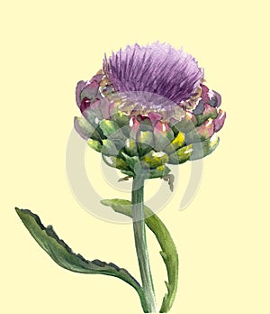 Fresh organic artichoke flower Cynara scolymus isolated on light yellow background. Watercolor botanical illustration. Eco