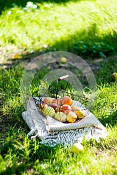 Fresh organic autumn apples in the metal basket and cozy warm plaid on the grass in the garden