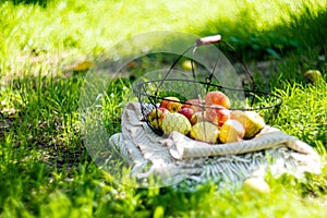 Fresh organic autumn apples in the metal basket and cozy warm plaid on the grass in the garden