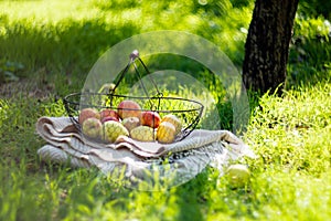 Fresh organic autumn apples in the metal basket and cozy warm plaid on the grass in the garden