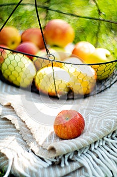 Fresh organic autumn apples in the metal basket and cozy warm plaid on the grass in the garden