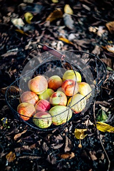Fresh organic autumn apples in the metal basket and cozy warm plaid on the ground in the garden