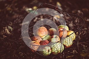 Fresh organic autumn apples in the metal basket and cozy warm plaid on the ground in the garden