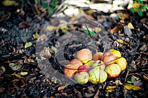 Fresh organic autumn apples in the metal basket and cozy warm plaid on the ground in the garden