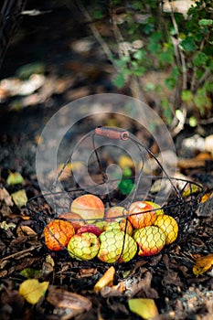 Fresh organic autumn apples in the metal basket and cozy warm plaid on the ground in the garden