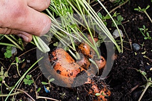 Fresh organic baby carrots right out of the ground. Organic gardening at its finest.