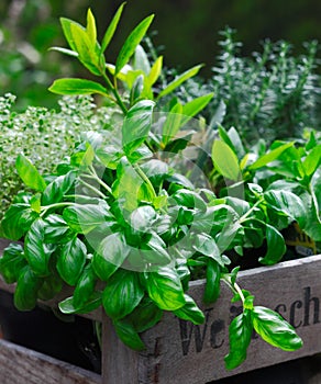 Fresh organic basil