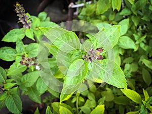 Fresh organic basil leaves in garden