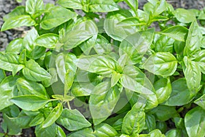 Fresh organic basilic leaves, green basil, growing plant in the garden, outdoors, natural food background