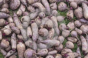 Fresh organic beets on the ground among green grass as background