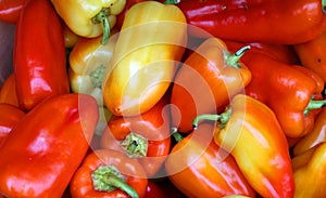 Fresh organic bell peppers capsicum